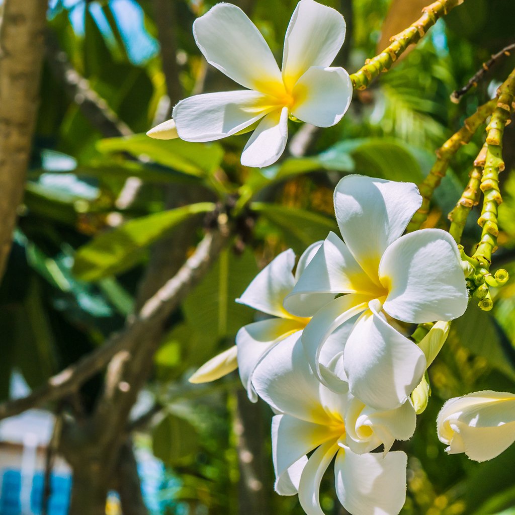 Monoi de Tahiti Fragrance Oil 127
